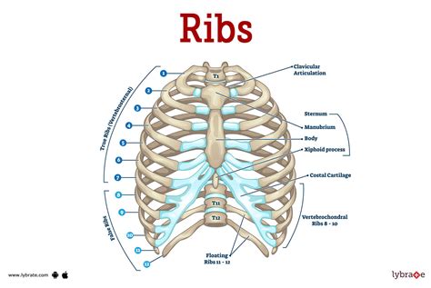 function of ribs.